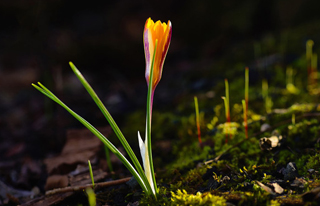 长沙网站设计网页动态特效有哪些作用？ 